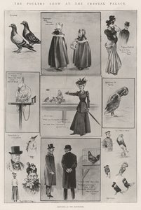 La mostra di pollame al Crystal Palace